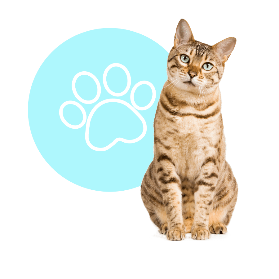 brown cat sits looking curious